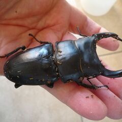 能勢産(YG)オオクワガタ♂84.8㎜　♀56.9㎜　成虫ペア　④の画像