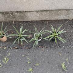 花芽付きオリズルランの画像