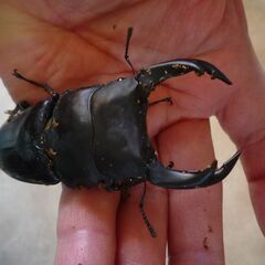能勢産(YG)オオクワガタ♂84.8㎜　♀56.9㎜　成虫ペア　④の画像