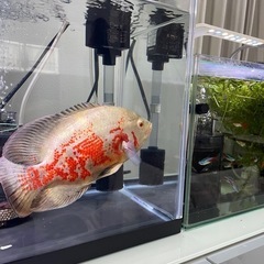 熱帯魚　オスカー