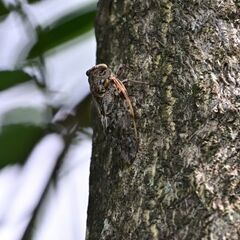 夏の虫探検隊 - その他
