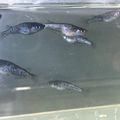 針子　ブラックダイヤめだか　20匹の画像