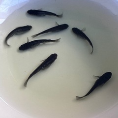 針子　ブラックダイヤめだか　20匹の画像