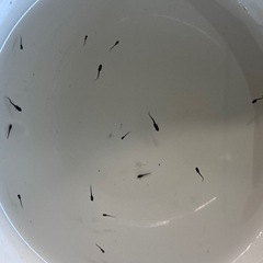 針子　ブラックダイヤめだか　20匹の画像