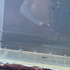 針子　ブラックダイヤめだか　20匹の画像