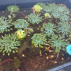 針子　ブラックダイヤめだか　20匹の画像