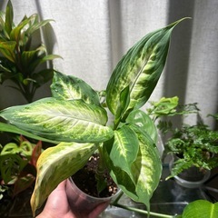 観葉植物　ディフェンバキア　カミーラ（たぶん）