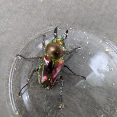 ニジイロクワガタの画像