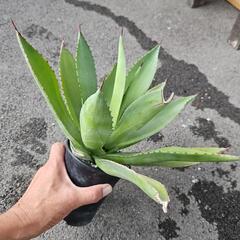 アガベ　ポッセリ錦　　1鉢⭕斑入りですの画像