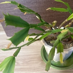 観葉植物　シャコバサボテン（カニサボテン）　の画像