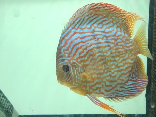 ディスカス　ワイルドクリペアロイヤル×ドイツロートターキス