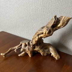 流木（7月いっぱい）の画像