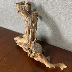 流木（7月いっぱい）の画像