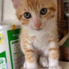 2ヶ月お目めくりくり男の子(=^x^=)