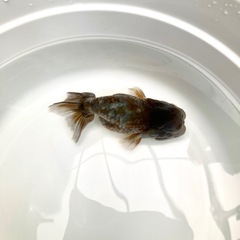 モザイク五色江戸錦の画像