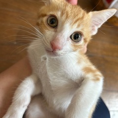 かわいいお顔の男の子(=^ェ^=)