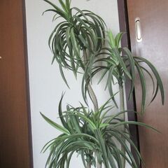フェイクグリーン　観葉植物の画像