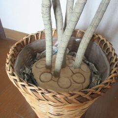 フェイクグリーン　観葉植物の画像