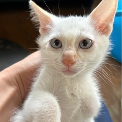 お目めブルーの2ヶ月女の子(=^ェ^=)