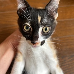 イチオシ模様のキュートな三毛ちゃん