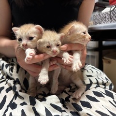 〜母猫の居ない子猫二匹 里親募集中〜