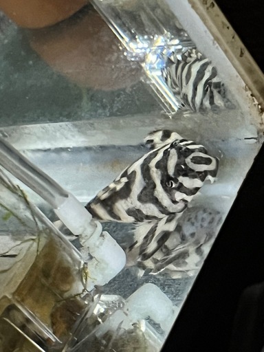 キンペコ4匹※4日までに