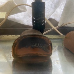 キンペコ4匹※4日までにの画像