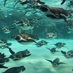 35～55才 水族館♪ ～1人参加～【葛西】💖