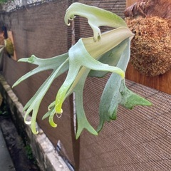 【観葉植物】 ビカクシダ ウィリンキーバリ、シンフロンド の画像