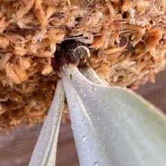 【観葉植物】 ビカクシダ ウィリンキーバリ、シンフロンド の画像