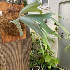 【観葉植物】 ビカクシダ ウィリンキーバリ、シンフロンド の画像