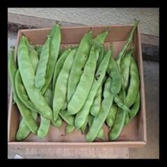野菜セット