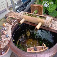 ちびっ子メダカの画像