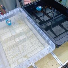 ちびっ子メダカの画像
