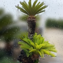 蘇轍　ソテツ　植木　木の画像