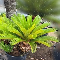 蘇轍　ソテツ　植木　木の画像