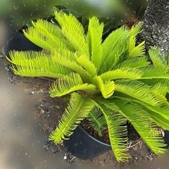 蘇轍　ソテツ　植木　木の画像