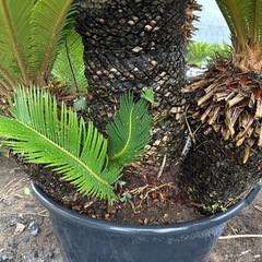 蘇轍　ソテツ　植木　木の画像