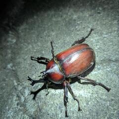 ⭐早い者勝ち最終値下げ！！ 赤ボディ血統 カブトムシ ペア  の画像