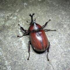 ⭐早い者勝ち最終値下げ！！ 赤ボディ血統 カブトムシ ペア  の画像