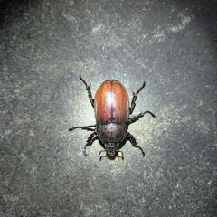 ⭐早い者勝ち最終値下げ！！ 赤ボディ血統 カブトムシ ペア  の画像