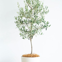 観葉植物（オリーブ）譲ってください