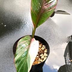 #2 ムサノノ ピンク バナナ苗🌱の画像