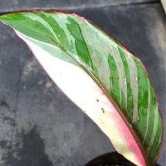 #2 ムサノノ ピンク バナナ苗🌱の画像