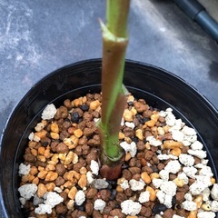 #2 ムサノノ ピンク バナナ苗🌱の画像