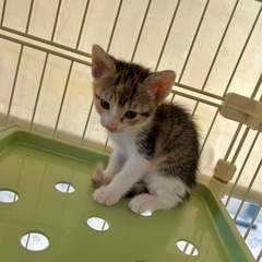 子猫の里親探してます