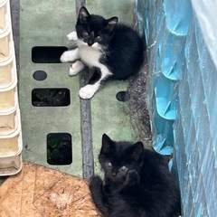 八幡西区で子猫を保護してくれる方を探しています！