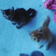 子猫の家族