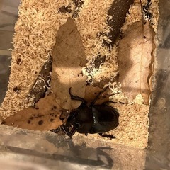 カブトムシ（オス）の画像