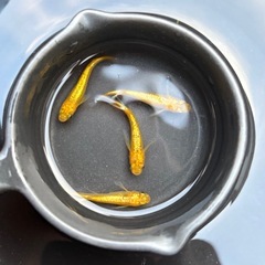 めだか サンシャイン 2ペア①の画像